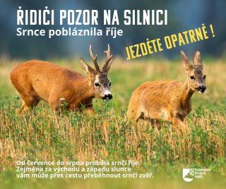 Pozor na silnicích – srnčí říje